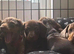 2 dapple boys and 2 chocolate girls