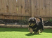 Kc registered toy poodles