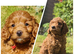 READY..Miniature Red Goldendoodle dna clear