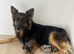 2 stunning German Shepherd cross poodle