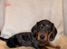 Beautiful Dachshund Puppies for sale