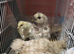 6 weeks old chicks