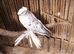 Uzbek pigeons for sale