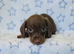 Gorgeous true mini dachshund boys