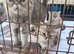 Luxury Himalayan Persians