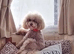 READY NOW! Poochon pups