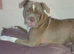 Bulldog mix