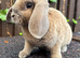 Mini Plush Lop Doe: ready to leave