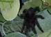 Avicularia Purpurea - Purple Pinktoe