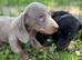 Stunning litter mini Dachshund puppies