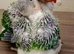 Supertame baby Alexandrine parrots