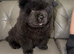 Black male chow chow