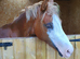 Gorgeous 8 year old 13"2  chesnut mare