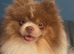 Pomeranian age 1 years male lilac Tri Teddy bear