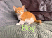 Beautiful kittens