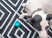 5 month old jack Russel boy