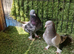 Turkish pigeons for sale