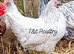 Wyandotte Bantam Pullets