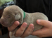 Kc dna clear silver Labrador
