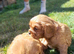 Beautiful cavalier King Charles puppies