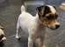 Stunning jackrussell bitch pup