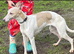 Whippet puppies