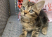 Tabby and ginger Kittens