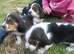 Basset x beagle puppies