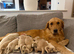 Dark golden to light boys out of elite pedigree!