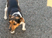 Jackrussel pups