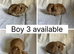 6 beautiful baby mini lops ready to reserve