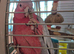 Beautiful Galah