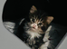 Scottish fold long hair