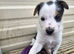 Beardie border x pups blue merle & tri colour male & female ready to leave 15th july