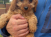 Cavapoo puppies