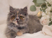 Rare Blue Calico Munchkin Minuet Girl – Tiny Rughugger Legs