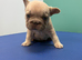 Pink Fluffy Producer Isabella Females health clear