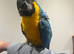 Stunning HandReared Baby Blue & Gold Macaw Parrot,2
