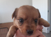 6 Yorkie Russell’s