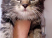 Norwegian forest cat mix