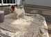 Patch !! 10 week old Jack Russel puppy