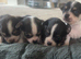 happy healthy litter of chihuahua puppies