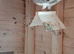 Breeder pair of racing pigeons for sale