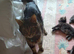 3/4 mainecoon kittens