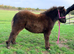 Lovely sweet registered Shetland