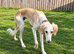 BEAUTIFUL, WELL BRED 10 MONTH OLD DOG PUP