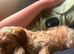 Beautiful toy poodle pup. Parents DNA tested
