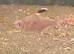 Bleeding heart tetra group