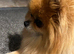 Small Pomeranian boy