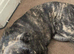 5 month old staff x German male